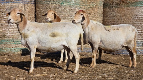 3 X BOSVELDER GRADED EWE YARI STOET (Per animal to take the lot)