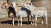 4 X BOSVELDER GRADED EWE YARI STOET (Per animal to take the lot)
