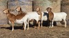 4 X BOSVELDER GRADED EWE YARI STOET (Per animal to take the lot)