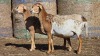 2 X BOSVELDER GRADED EWE YARI STOET (Per animal to take the lot)