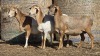 3+1 X BOSVELDER GRADED EWE YARI STOET (Per animal to take the lot)