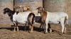 3 X BOSVELDER GRADED EWE YARI STOET (Per animal to take the lot)