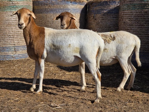 2 X BOSVELDER GRADED EWE YARI STOET (Per animal to take the lot)