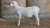 1 X BOSVELDER GRADED EWE YARI STOET