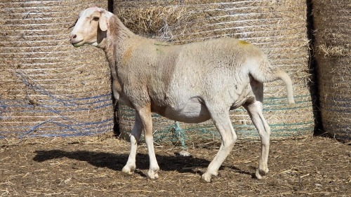 1 X BOSVELDER GRADED EWE YARI STOET