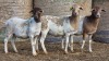 2 X BOSVELDER GRADED EWE YARI STOET (Per animal to take the lot)