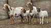 2+2 X BOSVELDER GRADED EWE YARI STOET (Per animal to take the lot)