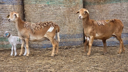 2+2 X BOSVELDER GRADED EWE YARI STOET (Per animal to take the lot)