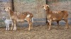 2+2 X BOSVELDER GRADED EWE YARI STOET (Per animal to take the lot)