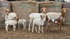 3+4 X BOSVELDER GRADED EWE YARI STOET (Per animal to take the lot)