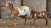1+1 X BOSVELDER GRADED EWE YARI STOET