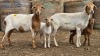 2+2 X BOSVELDER GRADED EWE YARI STOET (Per animal to take the lot)