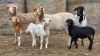 2+2 X BOSVELDER GRADED EWE YARI STOET (Per animal to take the lot)