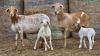 2+2 X BOSVELDER GRADED EWE YARI STOET (Per animal to take the lot)