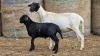 1+1 X BOSVELDER GRADED EWE YARI STOET