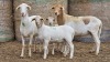 1+1 X BOSVELDER GRADED EWE YARI STOET