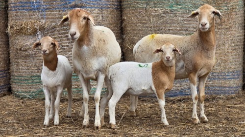 2+2 X BOSVELDER GRADED EWE YARI STOET (Per animal to take the lot)