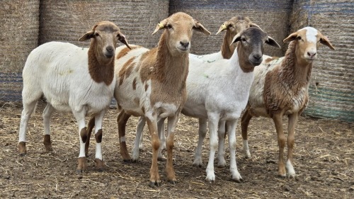 5 X BOSVELDER GRADED EWE YARI STOET (Per animal to take the lot)