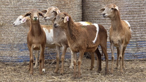 5 X BOSVELDER GRADED EWE YARI STOET (Per animal to take the lot)
