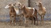 5 X BOSVELDER GRADED EWE YARI STOET (Per animal to take the lot)