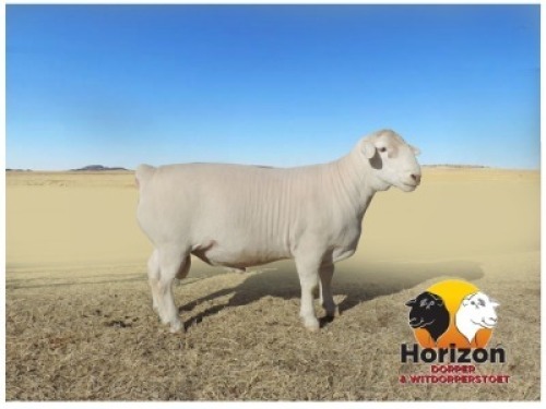 1x WIT DORPER Ram Peet Cilliers Vergesig Witdorper TIEPE 5