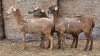 4 X BOSVELDER GRADED EWE YARI STOET (Per animal to take the lot)
