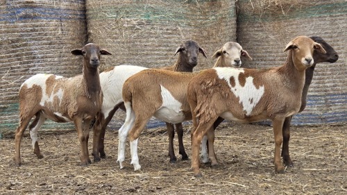 5 X BOSVELDER GRADED EWE YARI STOET (Per animal to take the lot)