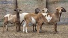 5 X BOSVELDER GRADED EWE YARI STOET (Per animal to take the lot)