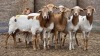 7 X BOSVELDER GRADED EWE YARI STOET (Per animal to take the lot)
