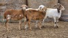 5 X BOSVELDER GRADED EWE YARI STOET (Per animal to take the lot)