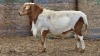 1 X BOSVELDER GRADED RAM YARI STOET