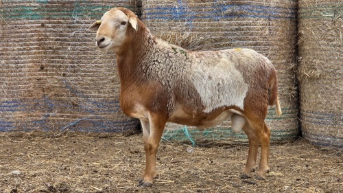 1 X BOSVELDER GRADED RAM YARI STOET