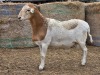 1 X BOSVELDER GRADED RAM YARI STOET