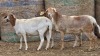 2 X BOSVELDER GRADED EWE YARI STOET (Per animal to take the lot)