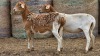 2 X BOSVELDER UNGRADED EWE YARI STOET (Per animal to take the lot)