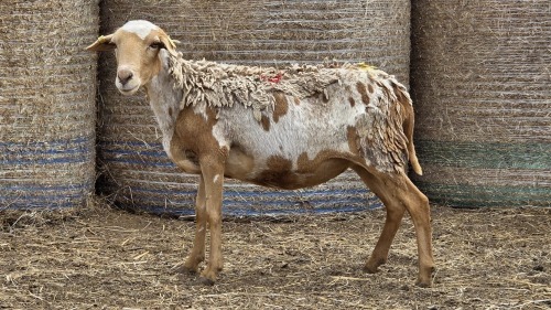 1 X BOSVELDER UNGRADED EWE YARI STOET