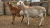 1 X BOSVELDER UNGRADED EWE YARI STOET