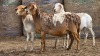 3+1 X BOSVELDER UNGRADED EWE YARI STOET (Per animal to take the lot)