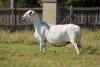 WITHDRAWN - 1 X MEATMASTER RECORDED EWE MODEL MEATMASTERS - 2
