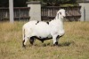 1 X MEATMASTER RECORDED RAM MODEL MEATMASTERS - 2