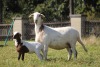 1+1 X MEATMASTER RECORDED EWE MODEL MEATMASTERS - 2