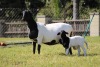 1+1 X MEATMASTER RECORDED EWE MODEL MEATMASTERS - 2