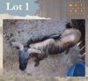 1 X Bluewildebeest M:1 Legend Wildlife Coligny
