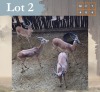 4 X Impala M:4 Legend Wildlife (Per Piece to take the lot/Per stuk om lot te neem) Swartruggens