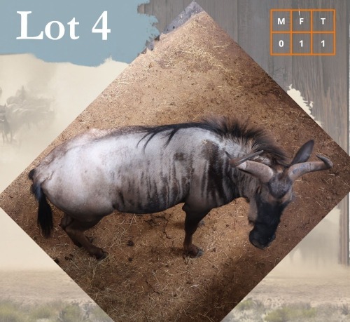 1 X Bluewildebeest V/F:1 Legend Wildlife Swartruggens