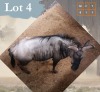1 X Bluewildebeest V/F:1 Legend Wildlife Swartruggens