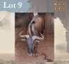 1 X Bluewildebeest M:1 Legend Wildlife Coligny