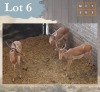3 X Impala M:3 Legend Wildlife (Per Piece to take the lot/Per stuk om lot te neem) Swartruggens