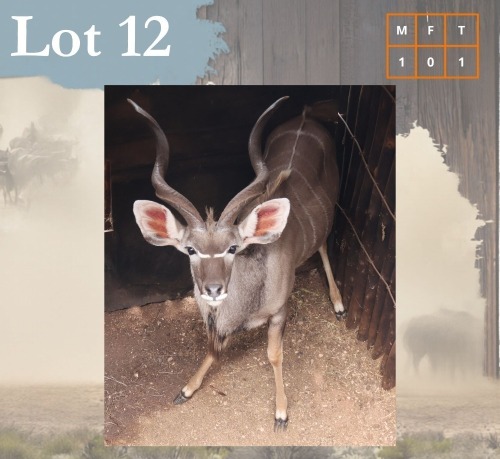 1 X Kudu M:1 Legend Wildlife Swartruggens