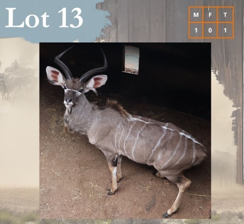 1 X Kudu M:1 Legend Wildlife Swartruggens